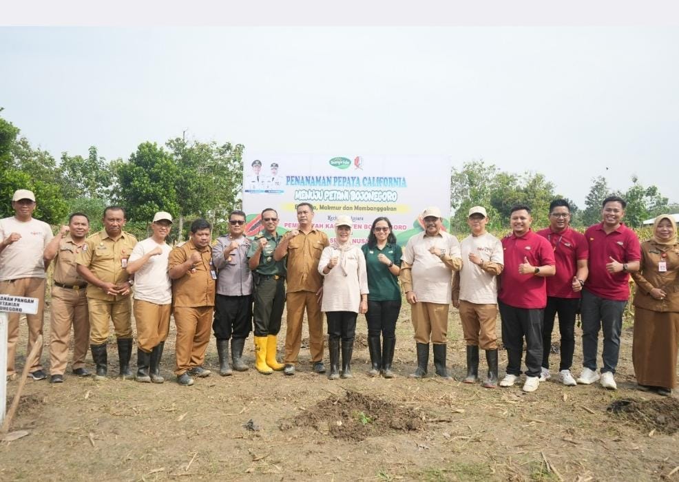 Penanaman Bibit Pepaya California di Bojonegoro