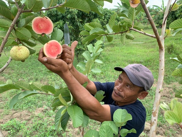 Jambu Biji Bojonegoro